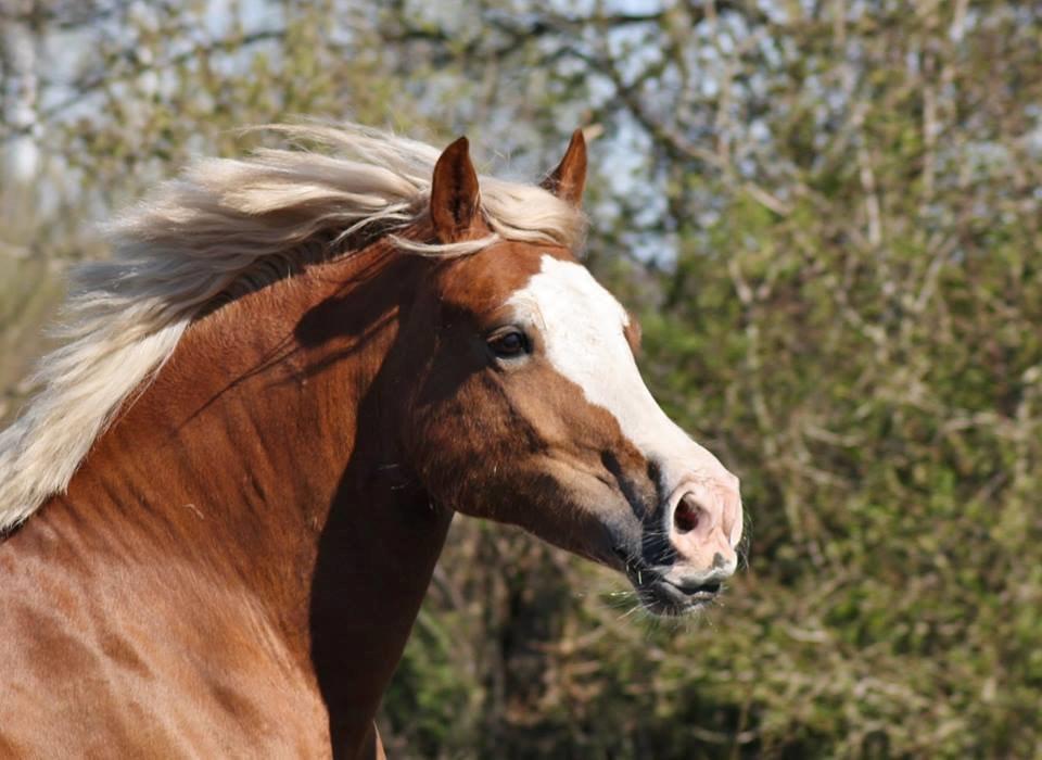 Welsh Cob (sec D) Roxette Royal - april 2014. Billede er taget af: Camilla Melander.  billede 3