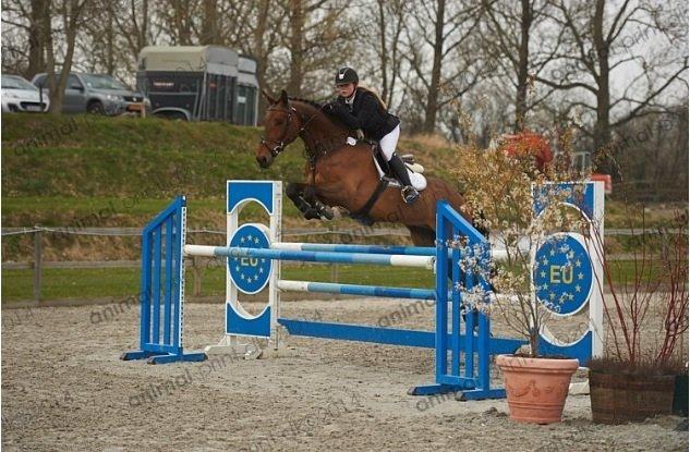 Holstener Quite la bryere billede 1