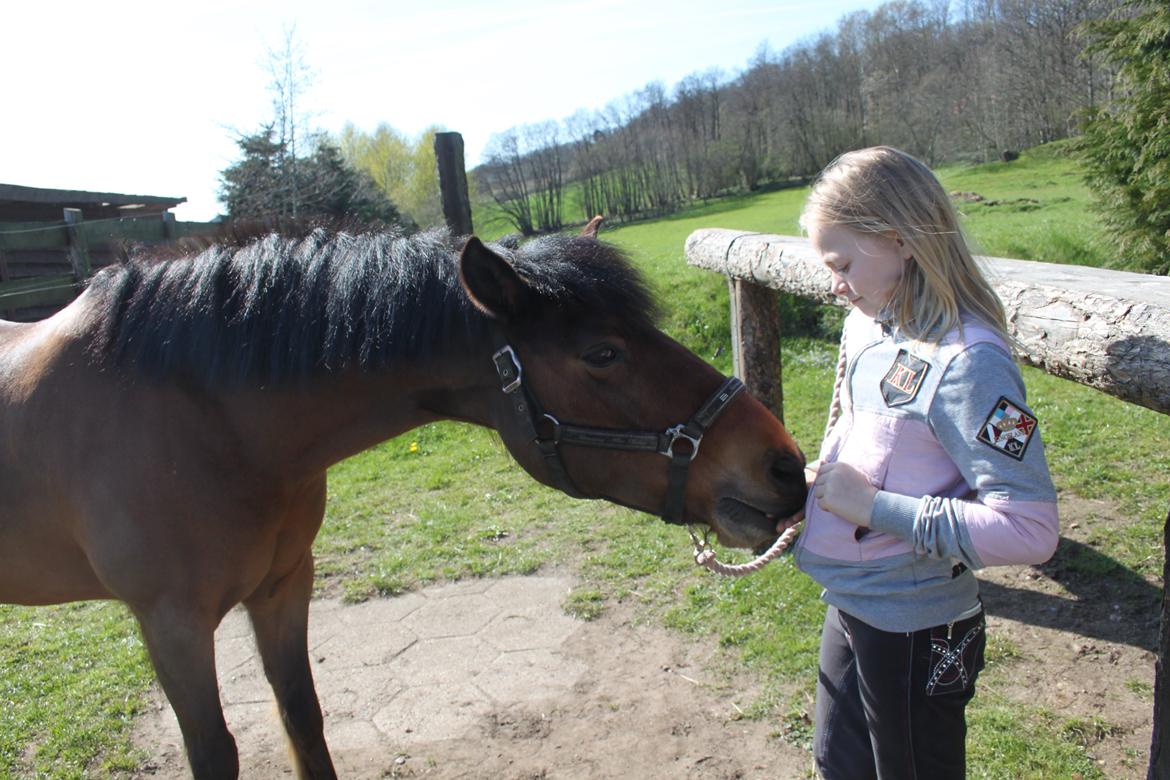 Anden særlig race flying dusty [Tidl. hest] billede 10