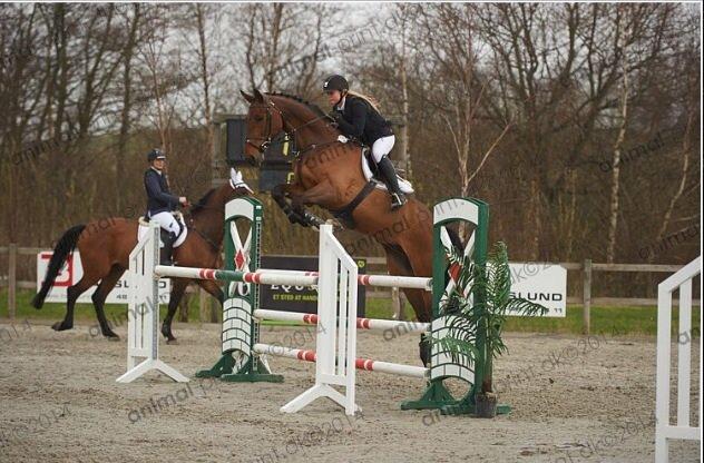 Holstener Quite la bryere billede 25