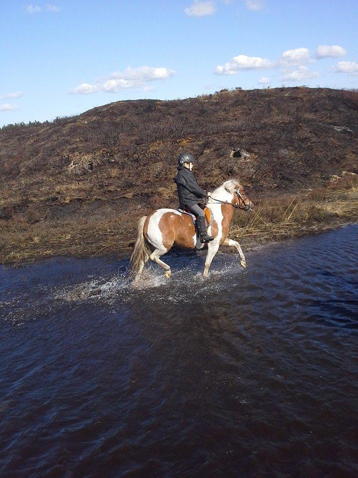 Anden særlig race Chilli Pepper - Første gang de traver i vand. 15/4 2014 billede 18