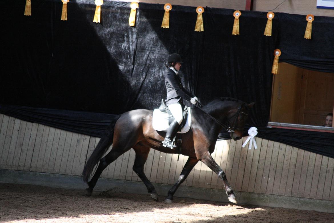 Anden særlig race Mouton B-hest billede 20