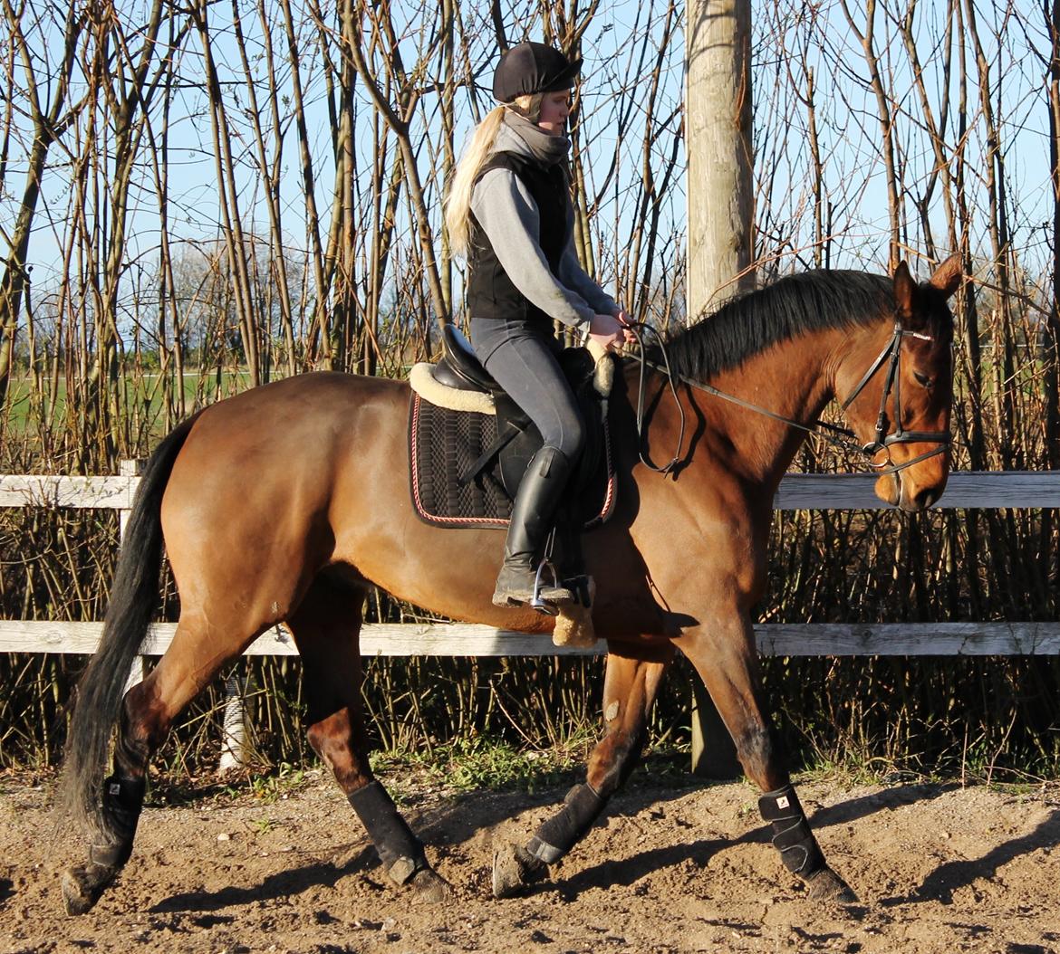 Dansk Varmblod Fredbo's Accord - 14 April 2014 billede 1