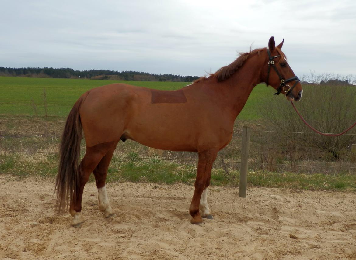 Anden særlig race Red Alert "Basse" billede 2