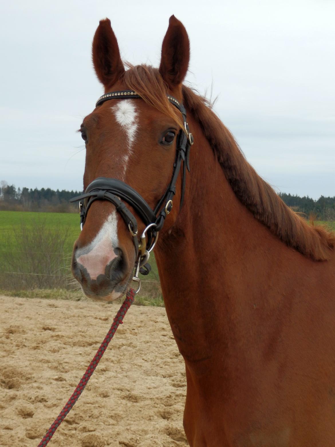 Anden særlig race Red Alert "Basse" billede 1
