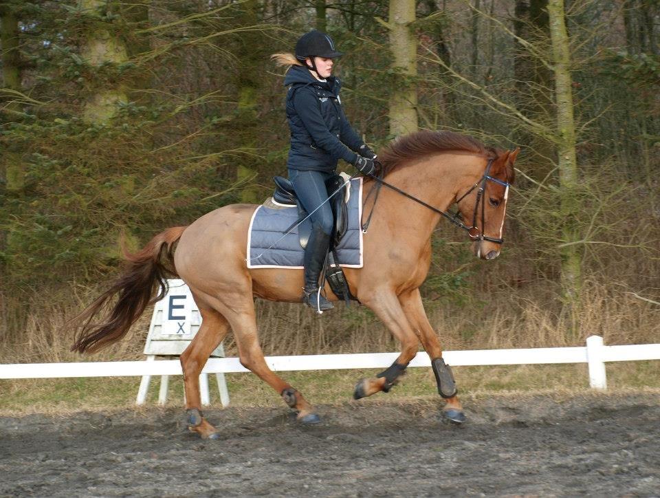 Anden særlig race Ricardo - Solgt billede 11