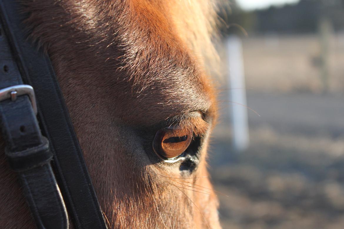 Anden særlig race Ricardo - Solgt billede 15