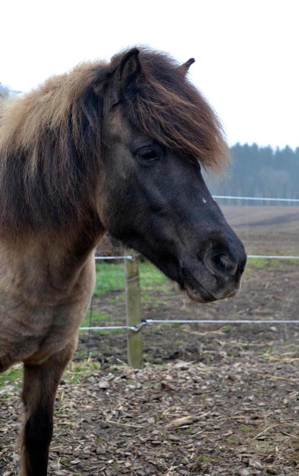 Islænder Ræna Fra Granhøjgård - Smukke Ræna <3 billede 1