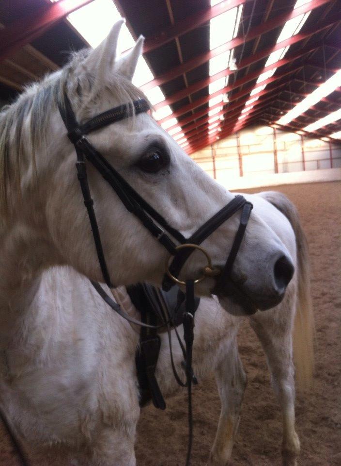 Shagya Araber (SH) Óbajan billede 11