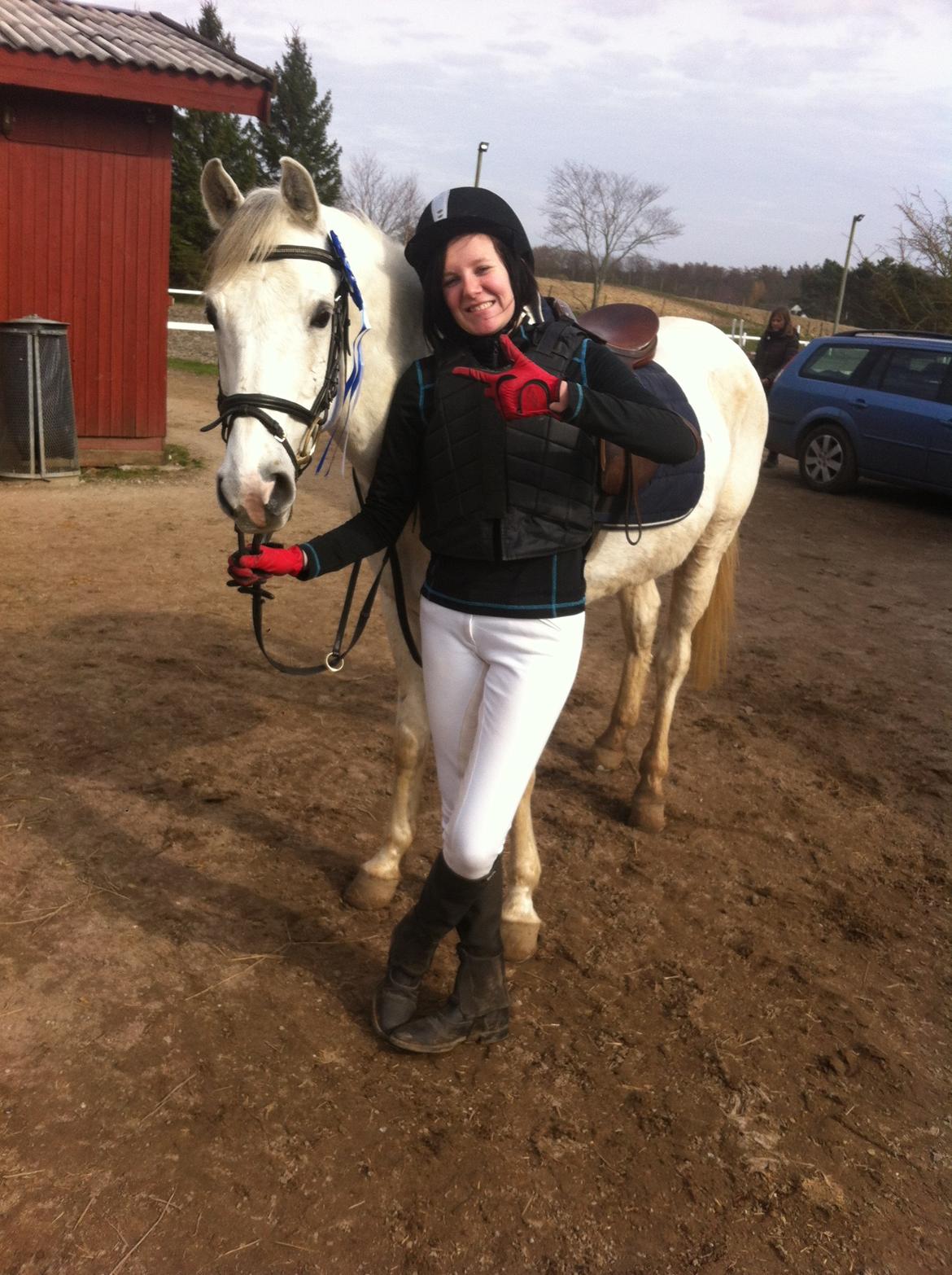 Shagya Araber (SH) Óbajan billede 9