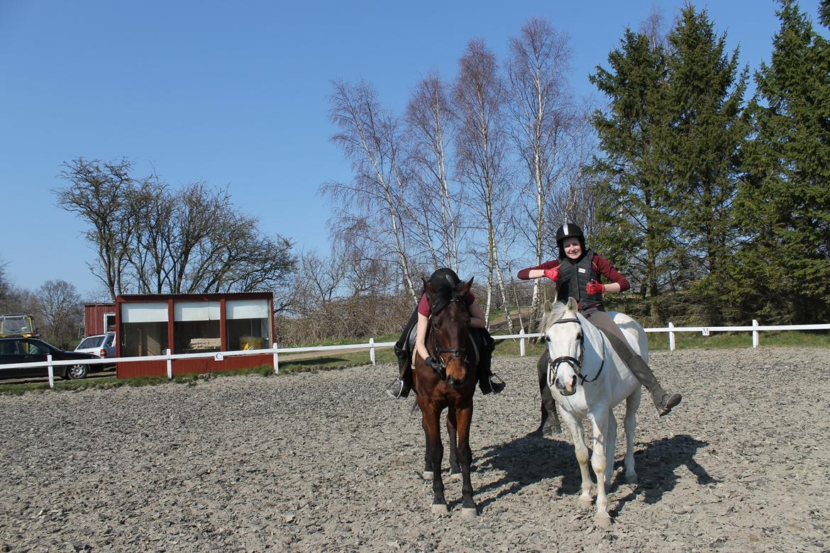 Shagya Araber (SH) Óbajan billede 15