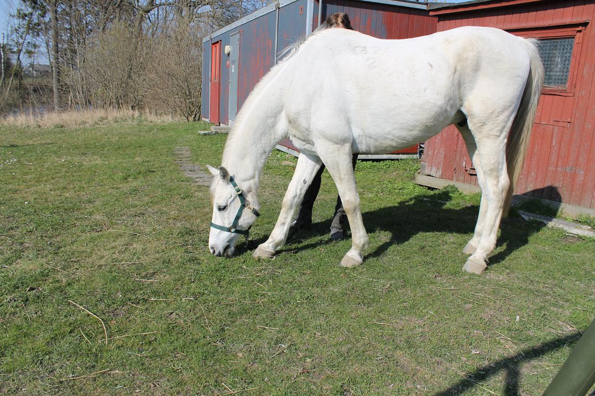 Shagya Araber (SH) Óbajan billede 7