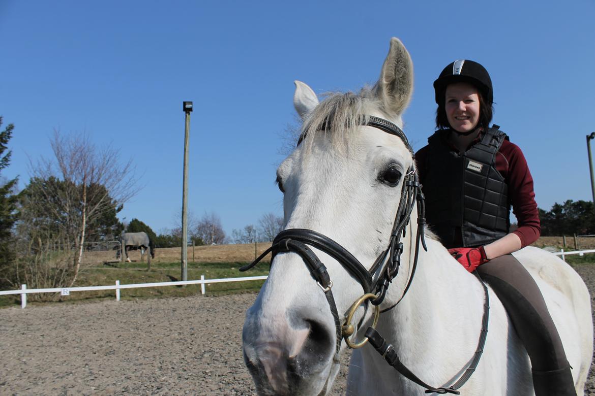 Shagya Araber (SH) Óbajan billede 20