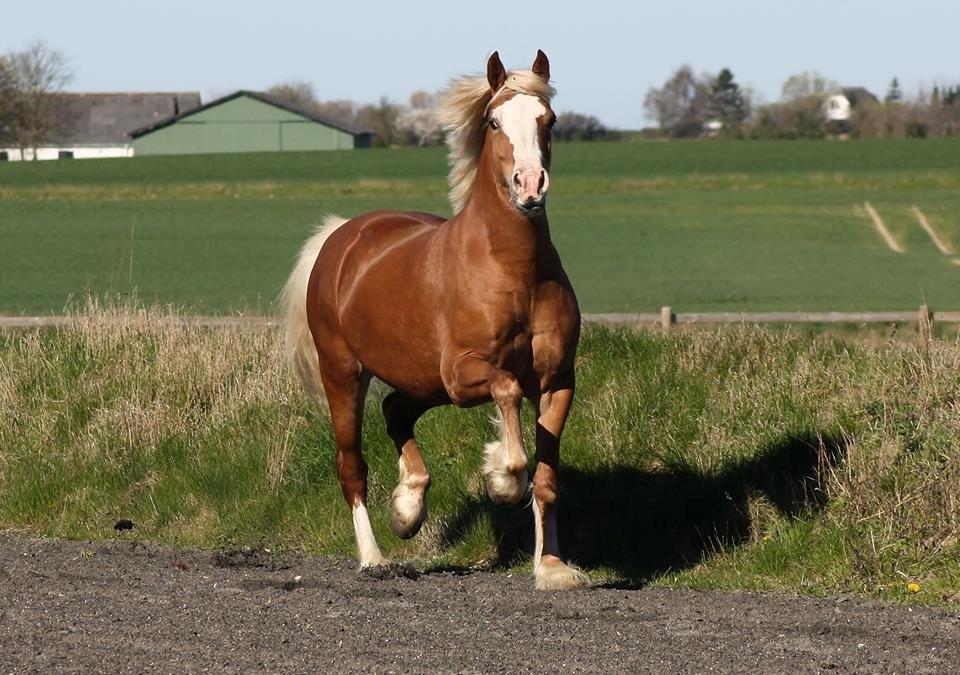 Welsh Cob (sec D) Roxette Royal - april 2014. Billede er taget af: Camilla Melander.  billede 2