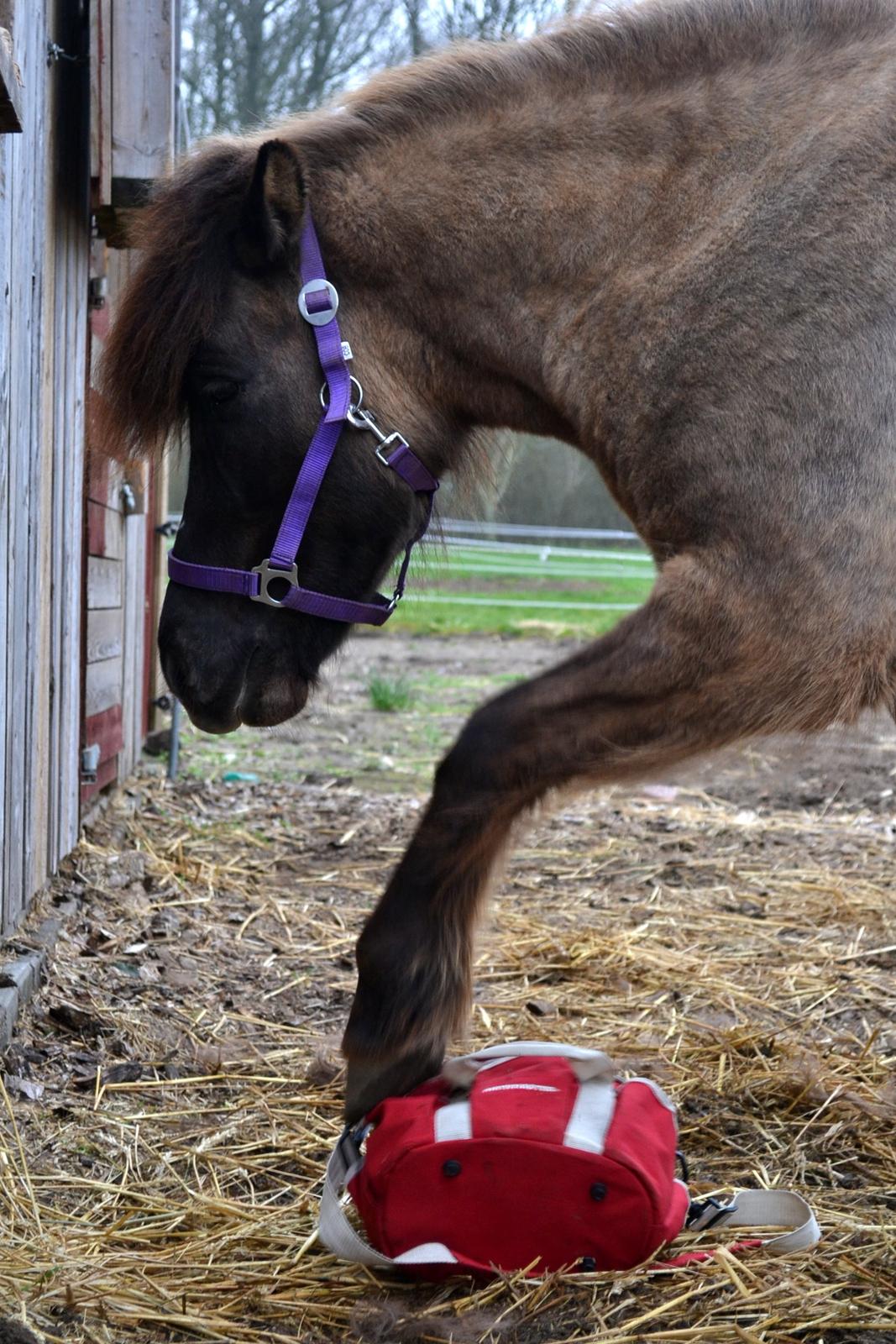 Islænder Ræna Fra Granhøjgård - Tosse <3 billede 3