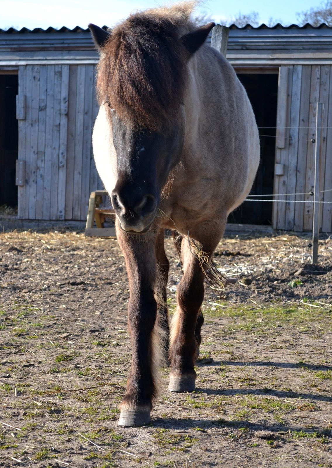 Islænder Ræna Fra Granhøjgård billede 13