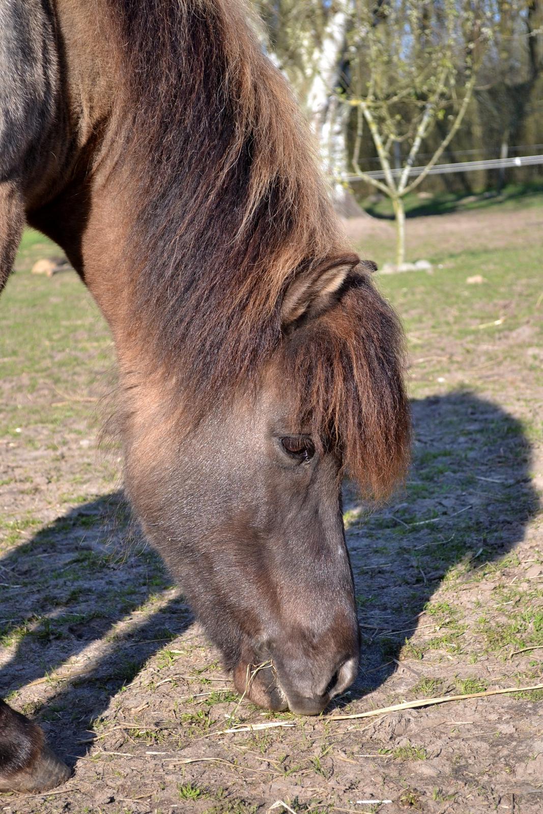Islænder Ræna Fra Granhøjgård billede 9