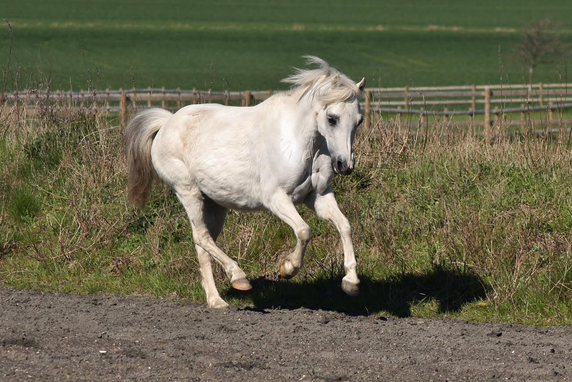 Welsh Mountain (sec A) Søndergaards scarlet billede 21