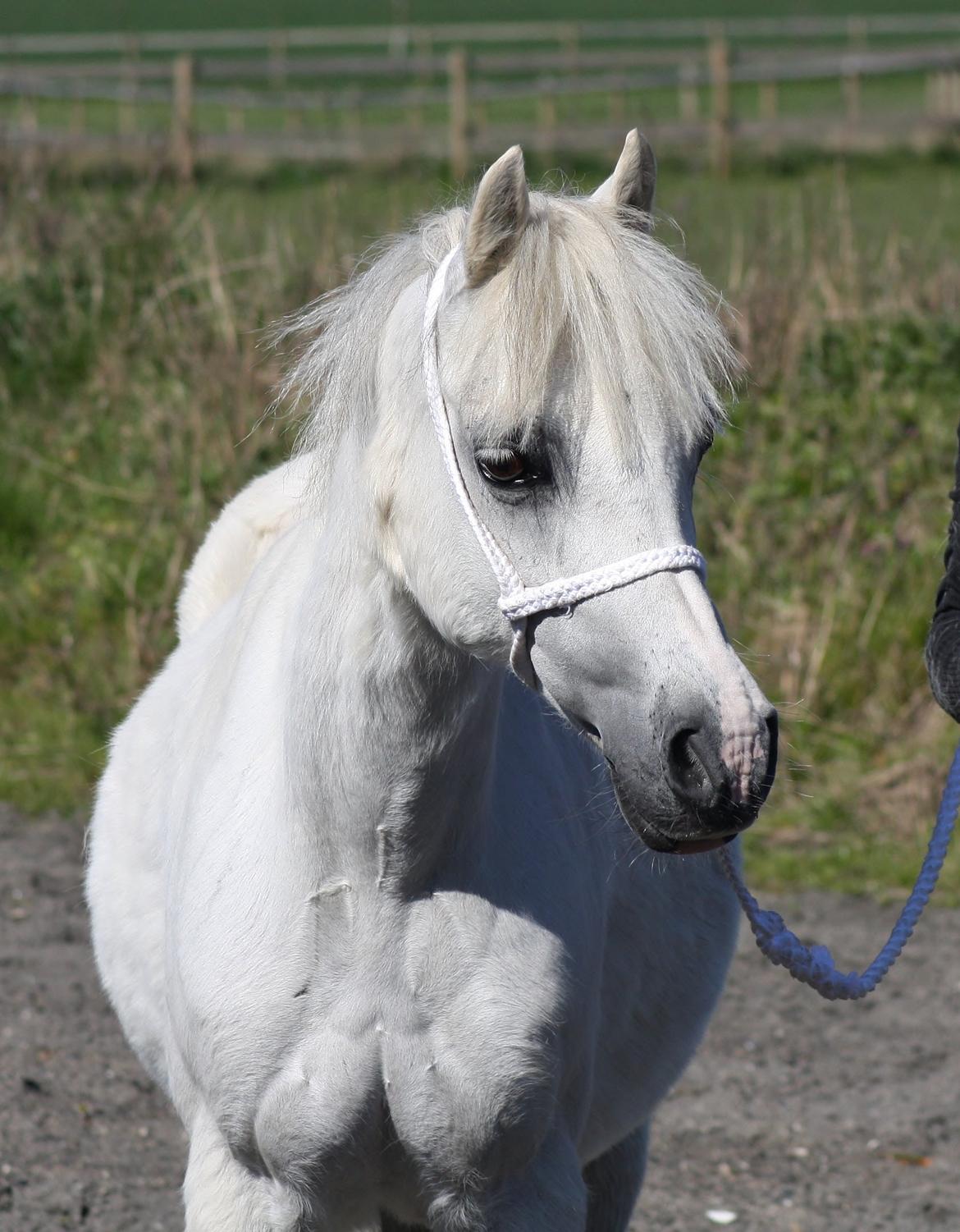 Welsh Mountain (sec A) Søndergaards scarlet billede 18