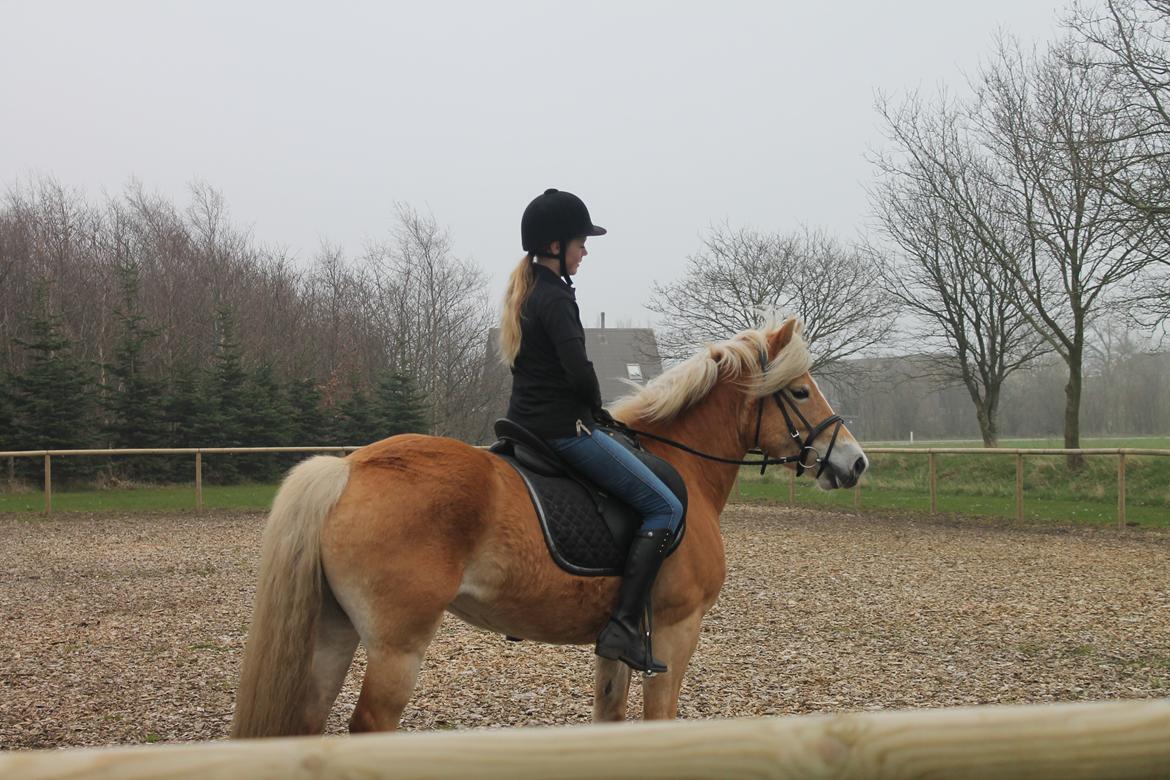 Haflinger Luna billede 6