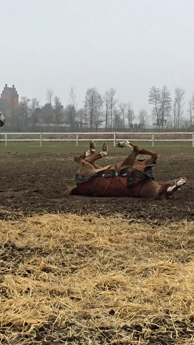 Arabisk fuldblod (OX) Mirtan billede 3