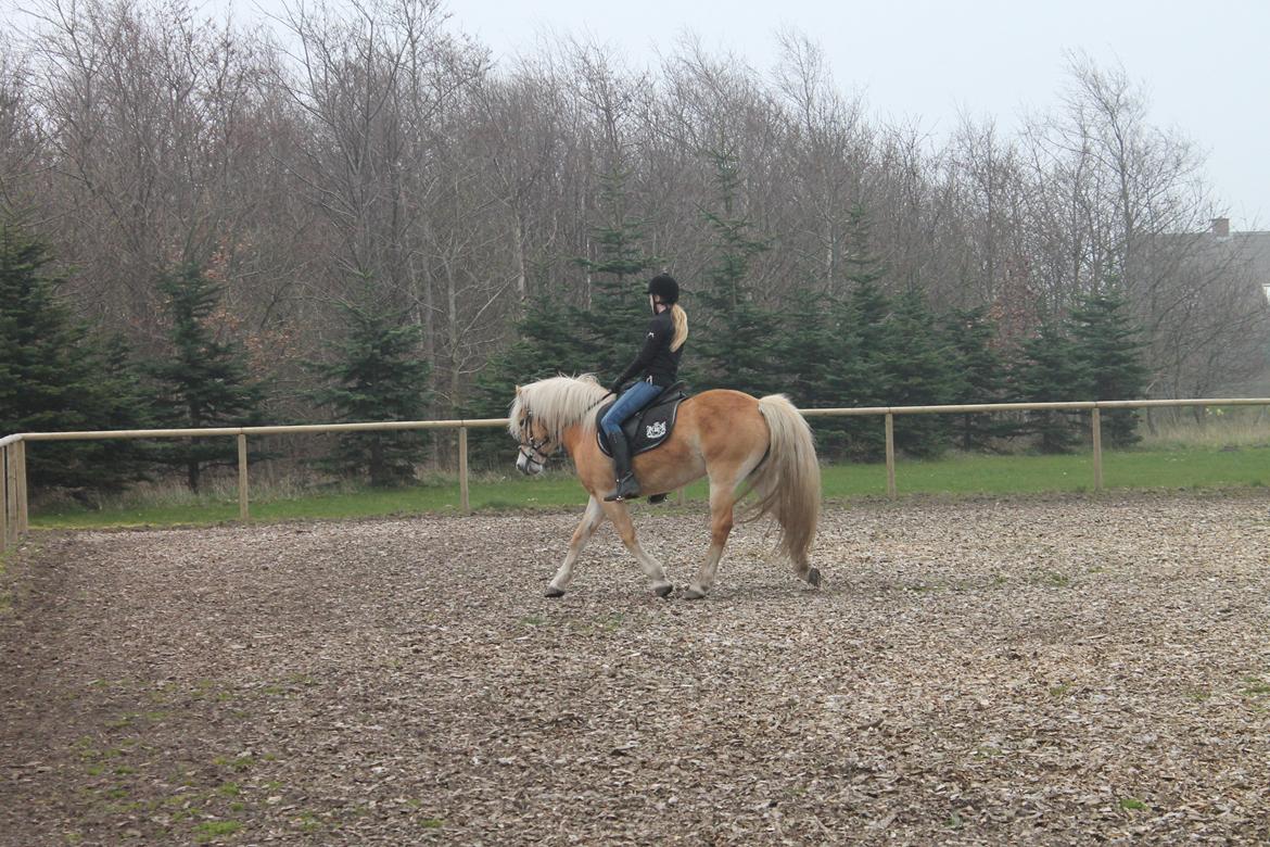 Haflinger Luna billede 15