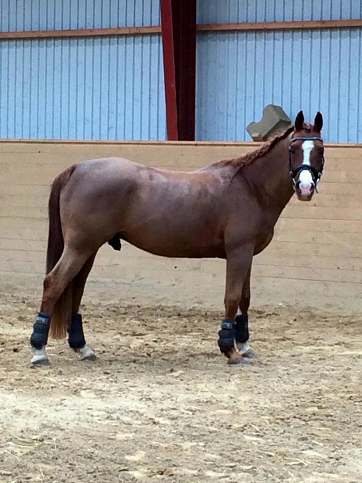 Arabisk fuldblod (OX) Mirtan billede 2