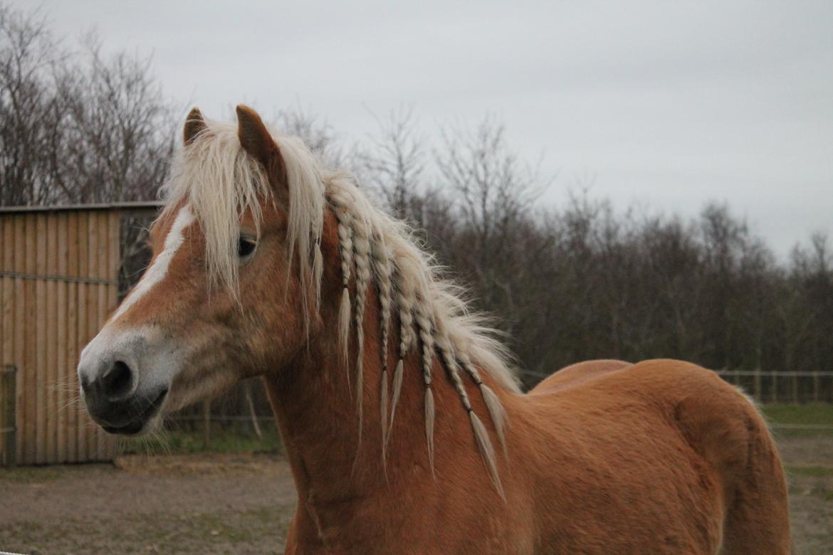 Haflinger Luna billede 7