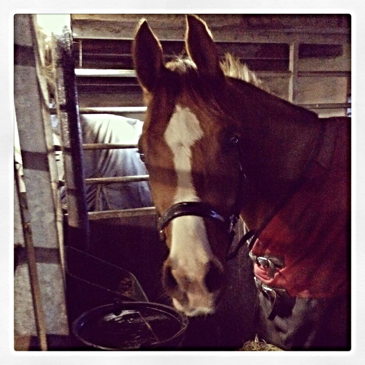 Arabisk fuldblod (OX) Mirtan billede 8