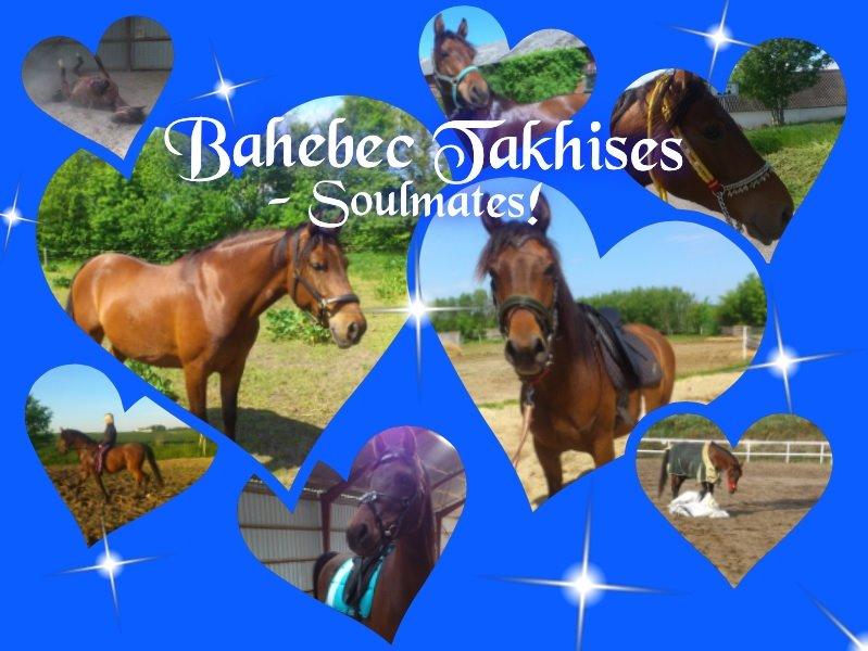 Shagya Araber (SH) Bahebec Takhises *Basse* - *SOLGT* - Velkommen til Bahebec's profil <3  billede 3