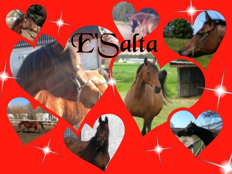 Arabisk fuldblod (OX) E'salta ox  *SOLGT* billede 9