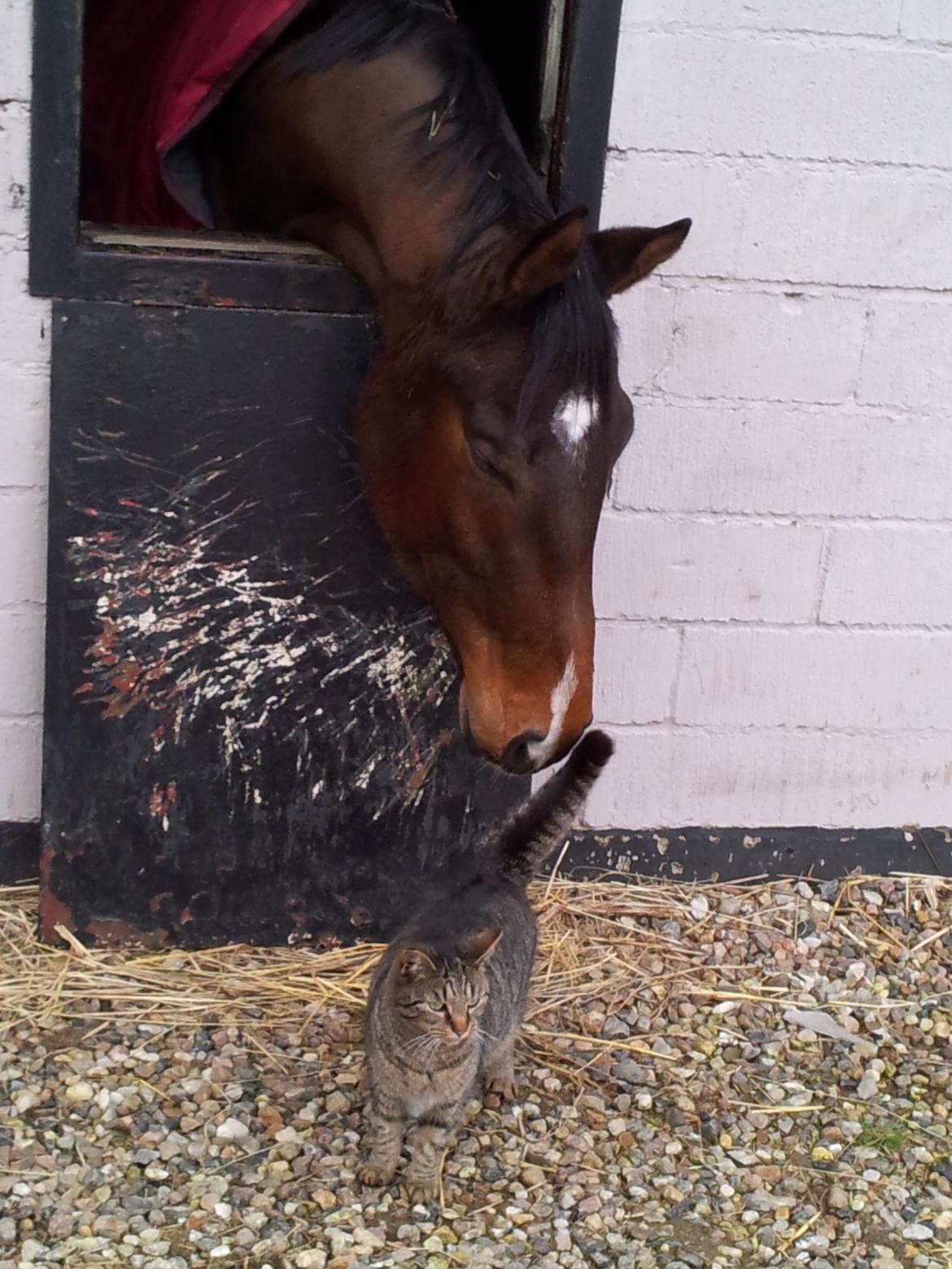 Dansk Varmblod Søkjær's spirit  R.I.P billede 15