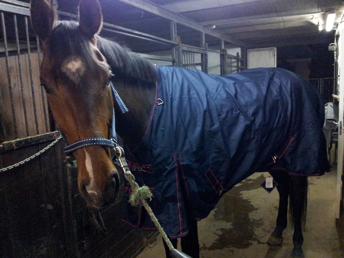 Dansk Varmblod Søkjær's spirit  R.I.P billede 16