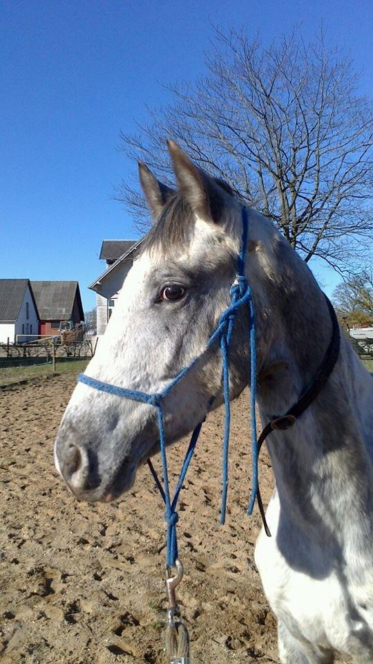 Knabstrupper fantexzo ( tidligere hest) billede 18