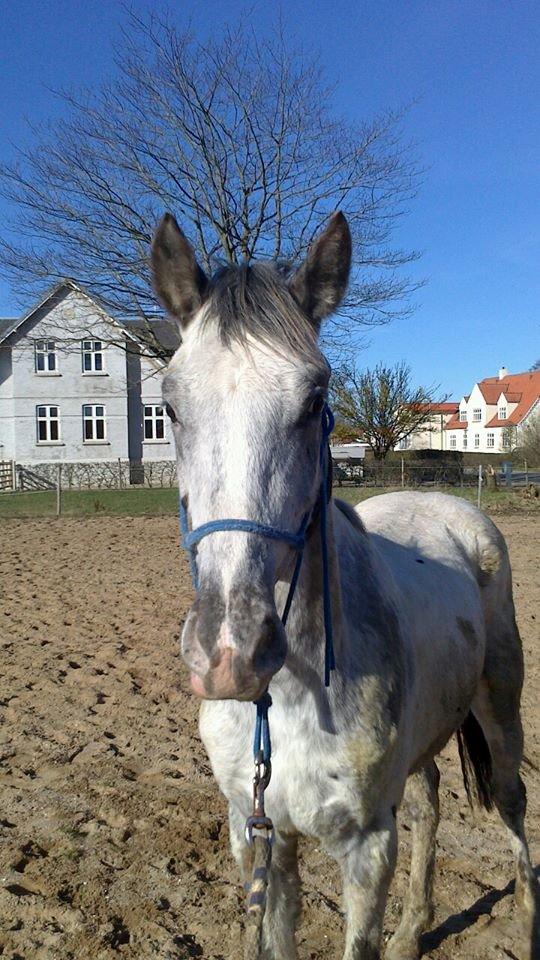 Knabstrupper fantexzo ( tidligere hest) billede 19