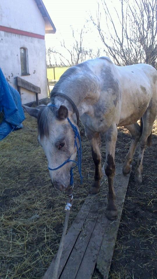 Knabstrupper fantexzo ( tidligere hest) billede 20