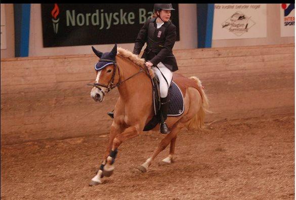 Haflinger Kousteds Ronja - <3 billede 3