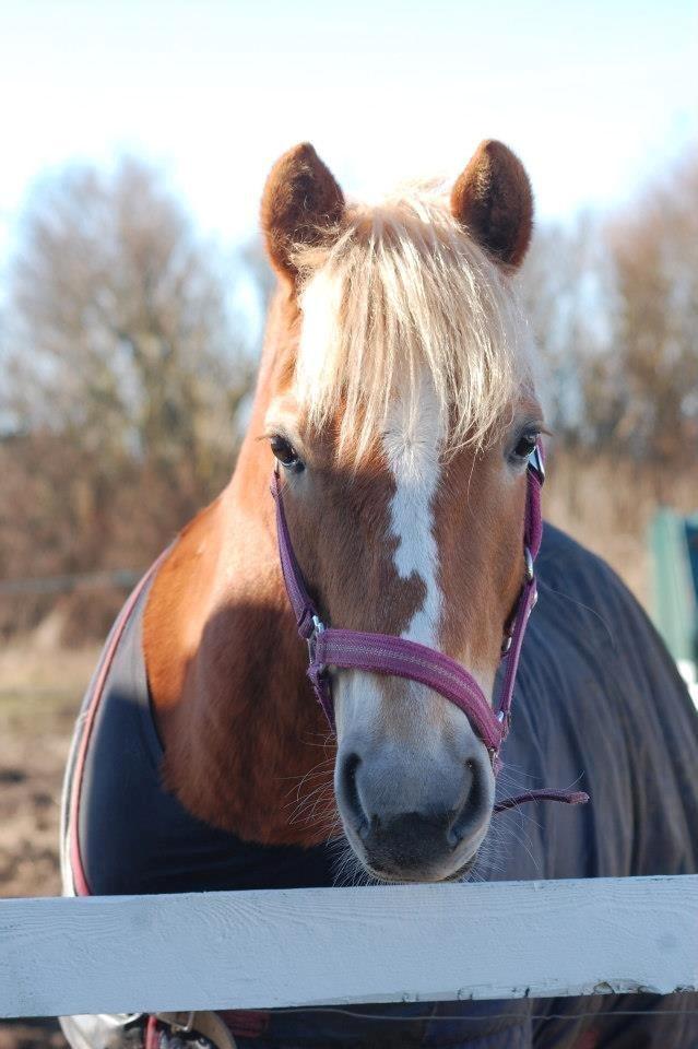 Haflinger Kousteds Ronja - smukke Ronja <3 billede 10