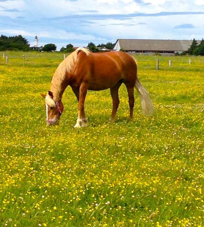 Haflinger Kousteds Ronja - dejligt med lidt græs <3 billede 11