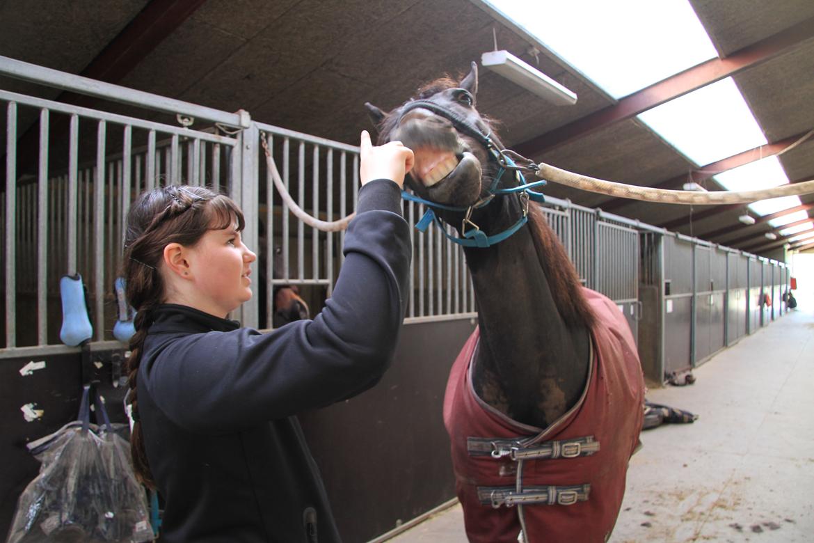 Anden særlig race Skonhøjs Mondi | Savnet så forfærdelig meget! :'(  - Mondi har lært at smile på kommando :D billede 22