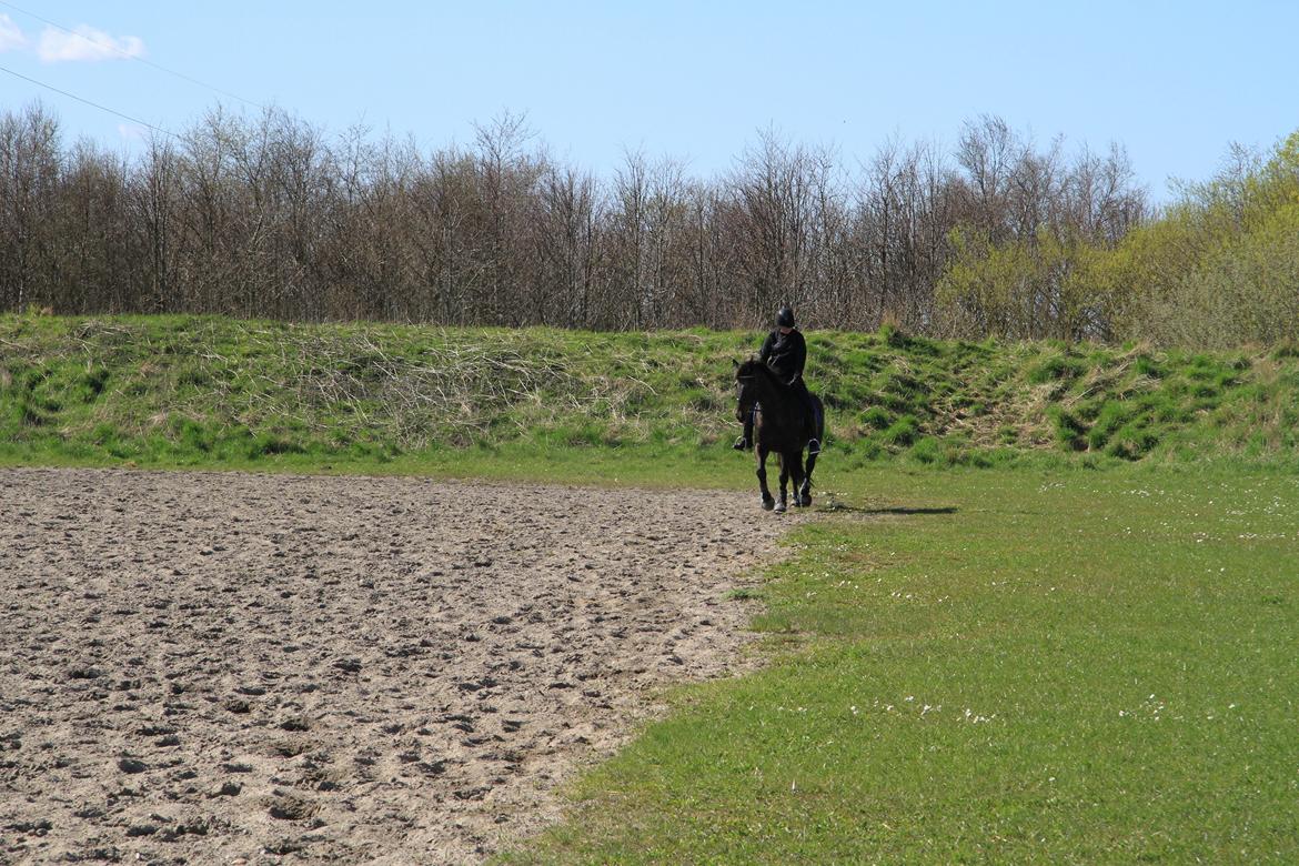 Anden særlig race Skonhøjs Mondi | Savnet så forfærdelig meget! :'(  - Han er blevet så god til, at gå til biddet, i trav :D billede 18