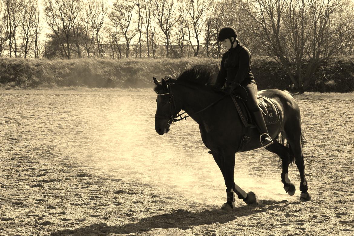 Anden særlig race Skonhøjs Mondi | Savnet så forfærdelig meget! :'(  - Han søger også mere ned i gallop :D billede 19