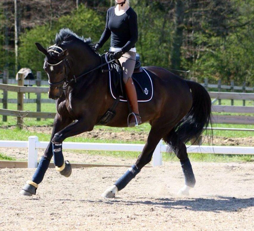 Dansk Varmblod Drisdals Co-Co Chanel RDH billede 2