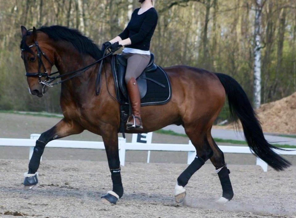 Dansk Varmblod Drisdals Jonaki billede 17