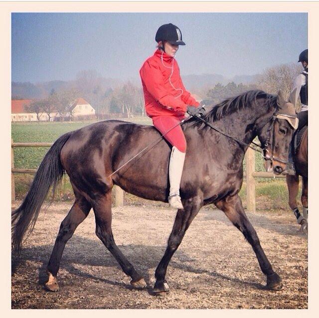 DSP Nørlunds Miss Tanna billede 2