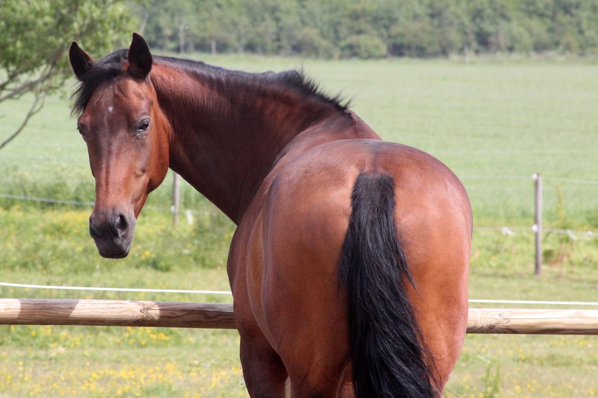 Anden særlig race Flicka billede 3