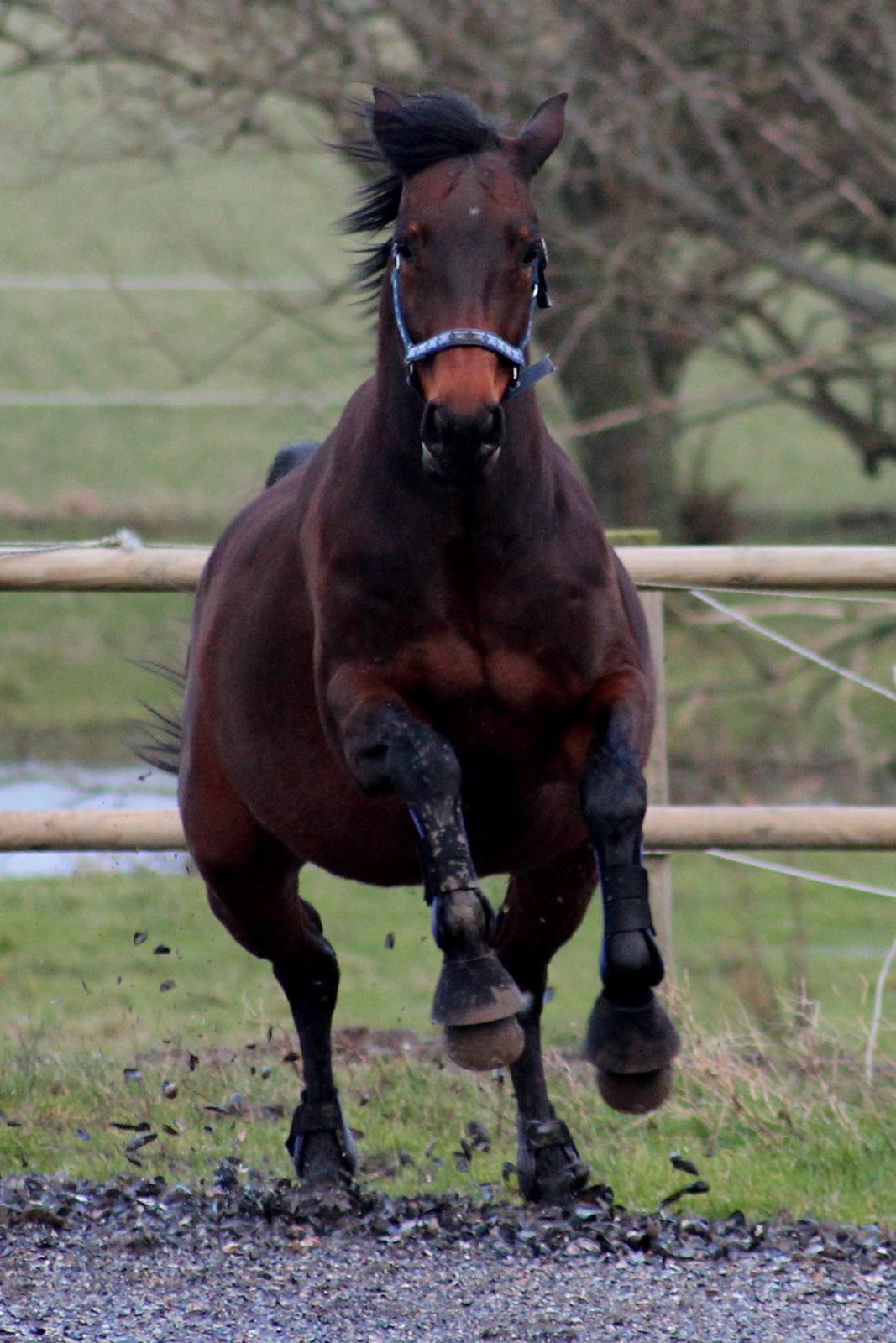 Anden særlig race Flicka billede 15