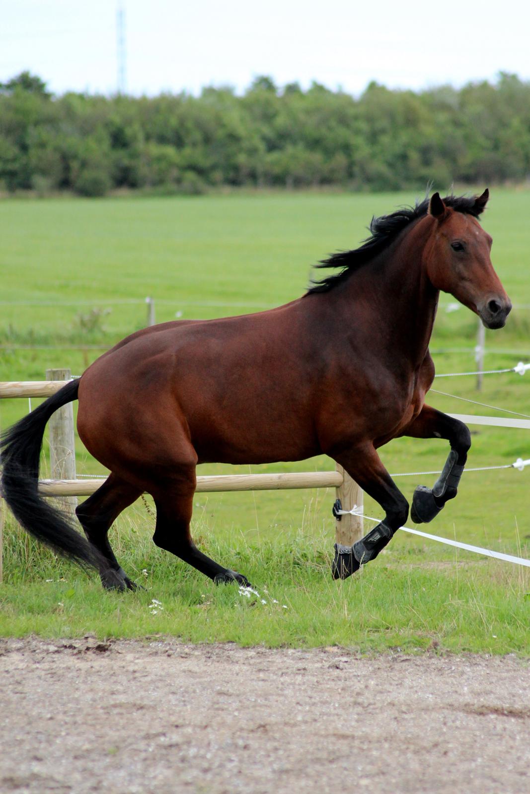 Anden særlig race Flicka billede 8