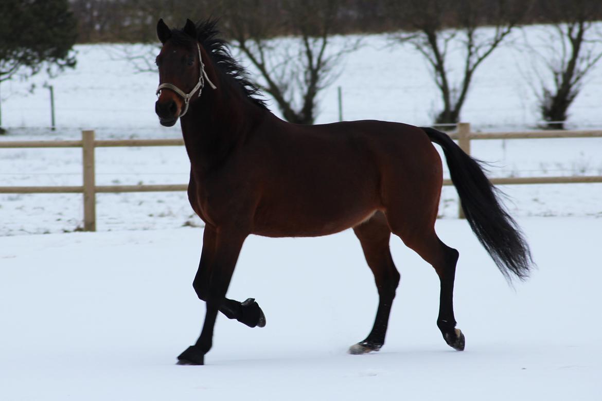 Anden særlig race Flicka billede 10