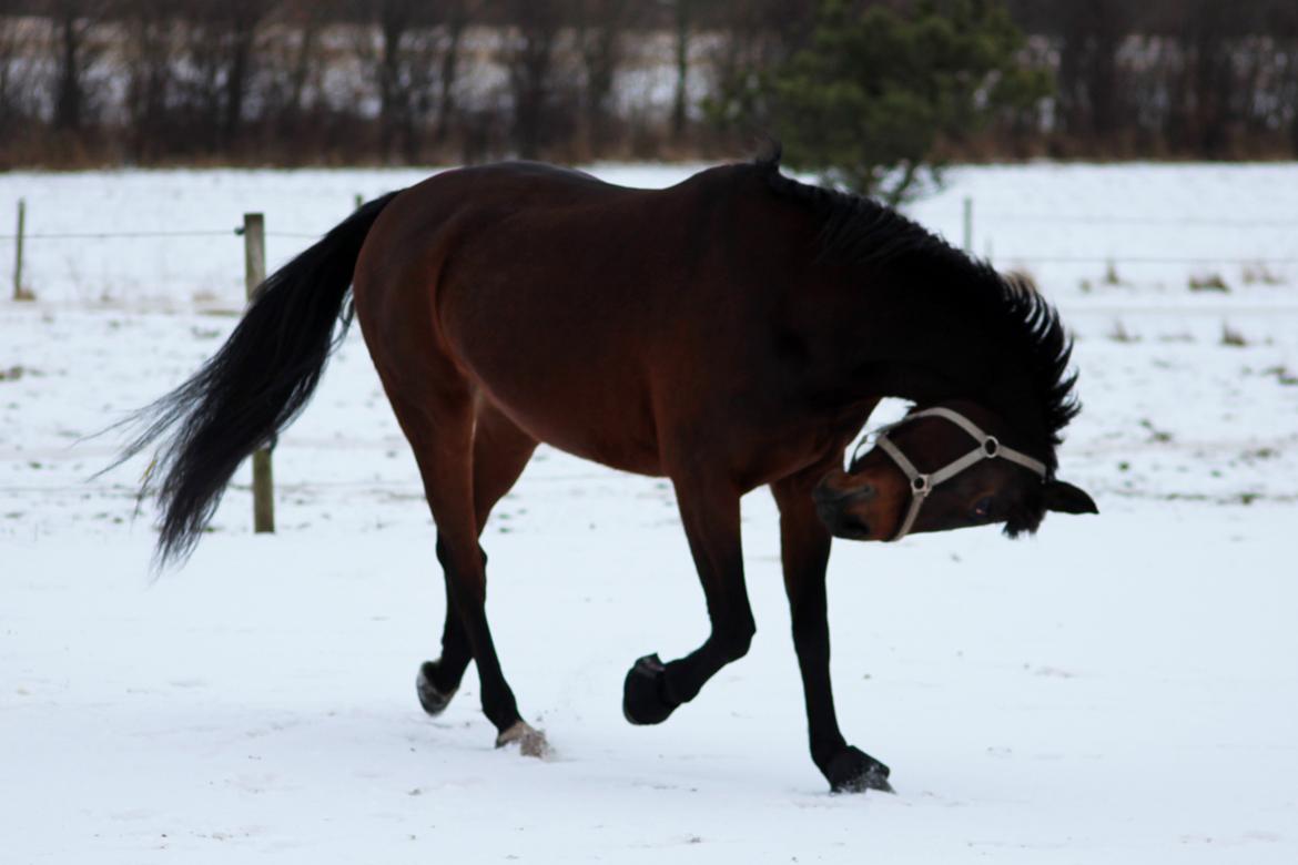 Anden særlig race Flicka billede 11